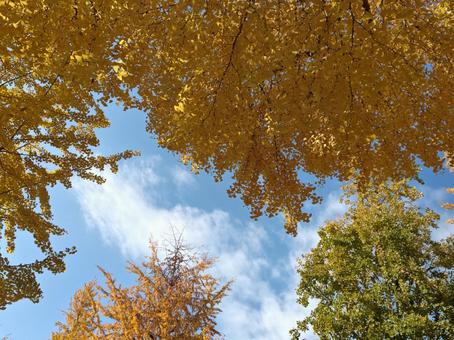 イチョウの写真