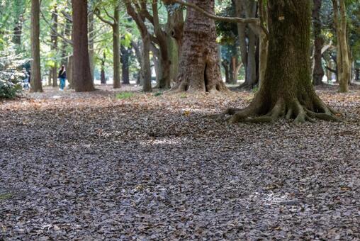 茶色い落ち葉が一面を覆う森の広場 木,樹木,幹の写真素材