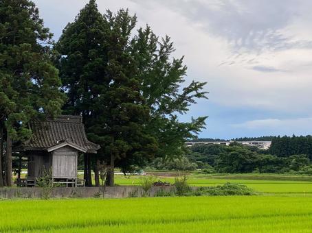 田んぼの中のちんじゅの森 田んぼの中のちんじゅの森 田んぼ,ちんじゅの森,お堂の写真素材