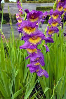 紫と黄色のグラジオラス グラジオラス,地植え,ガーデンの写真素材