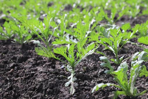 春菊の苗 春菊の苗 春菊,シュンギク,苗の写真素材