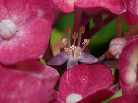 Photo, hydrangea, petal, one side, 