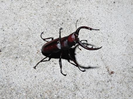 ノコギリクワガタ ノコギリクワガタ ノコギリクワガタ,クワガタ,昆虫の写真素材