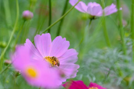 コスモスの花にとまるミツバチ コスモスの花にとまるミツバチ コスモス,花,ミツバチの写真素材