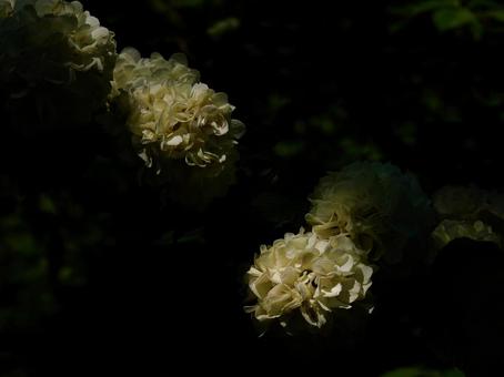 テマリバナ テマリバナの写真