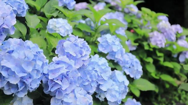 水色のアジサイの花の写真