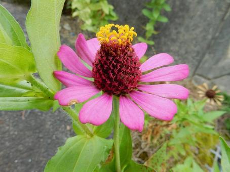 【花の写真】 ヒャクニチソウ(百日草) 【花の写真】 ヒャクニチソウ(百日草)の写真