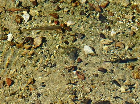 Photo, small fish, transparency, spring, 