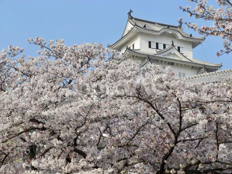 姫路城と桜 桜,満開,春の写真素材