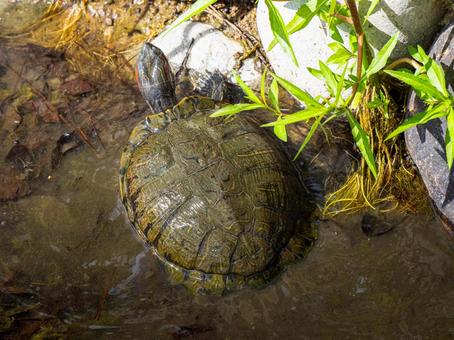 水辺のアカミミガメ 水辺のアカミミガメ アカミミガメ,ミドリガメ,カメの写真素材