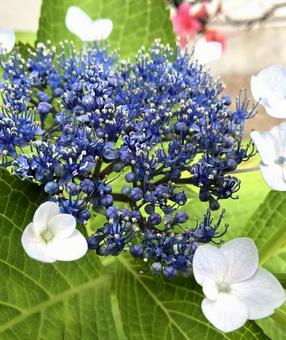 Photo, flower, plant, hydrangea, 