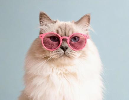 ピンク色の眼鏡と猫 ピンク色の眼鏡と猫の写真