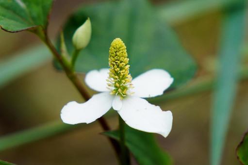 ドクダミの花 ドクダミの花 ドクダミ,花,草花の写真素材
