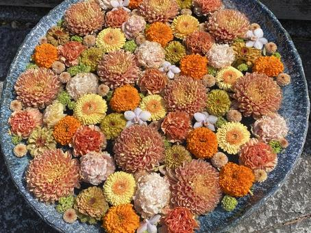 花手水 花々 花手水 花々 花手水,花花,オレンジの花の写真素材