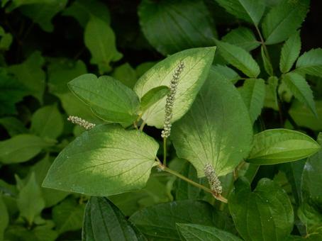 [Flower Photo] Pinctada gracilis, JPG