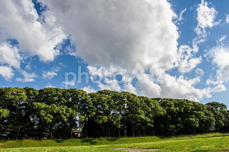 森林と散歩道と青空 青空,雑木林,真夏の写真素材