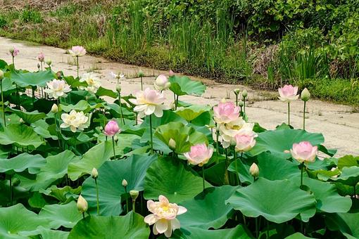 満開のハス園 満開のハス園 蓮,大輪,花の写真素材