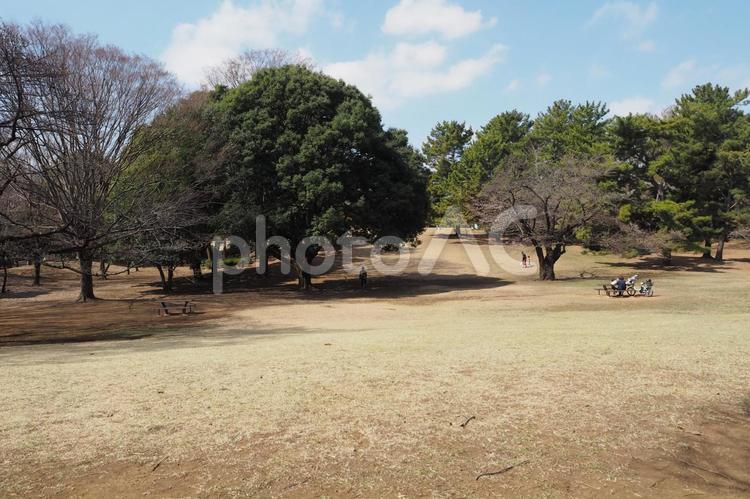 公園の木々 空,木,コピースペースの写真素材