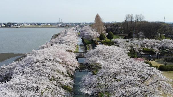 伊佐沼公園 桜並木 伊佐沼公園 桜並木 桜,春,自然の写真素材