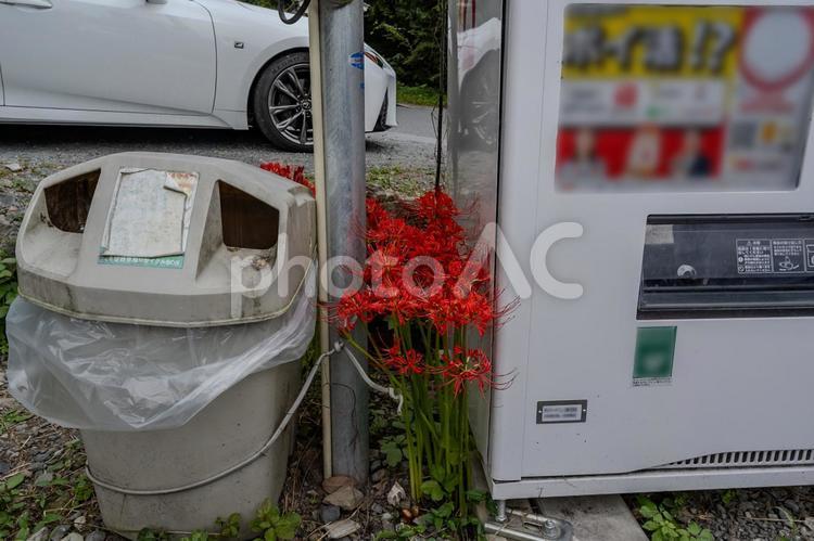 聖神社周辺の景色 聖神社,彼岸花,花の写真素材