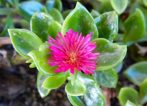 【花の写真】ハナツルソウ(花蔓草) 【花の写真】ハナツルソウ(花蔓草)の写真