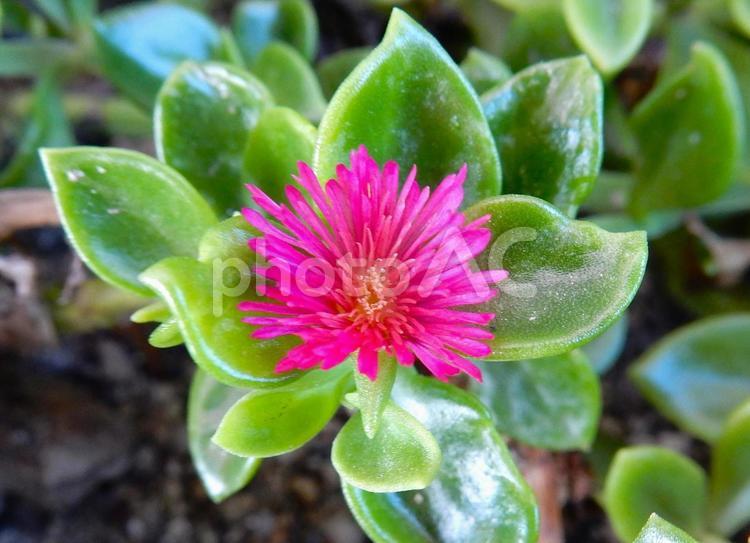 【花の写真】ハナツルソウ（花蔓草) ハナツルソウ,花蔓草,ベビーサンローズの写真素材