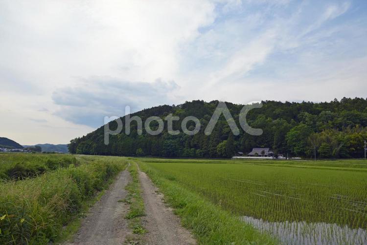 田園風景 田んぼ,田畑,田園風景の写真素材