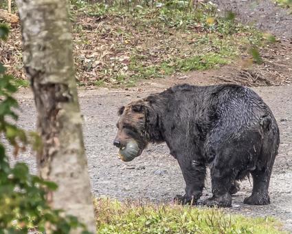 アーバンベアの写真