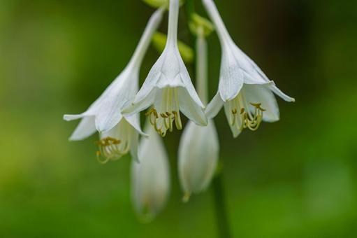 Photo, flower, plant, natural, 