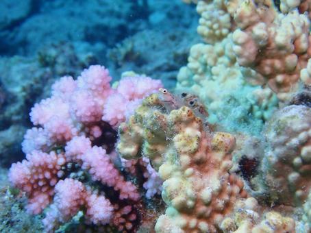 イシガキカエルウオ イシガキカエルウオ,魚,石垣島の写真素材
