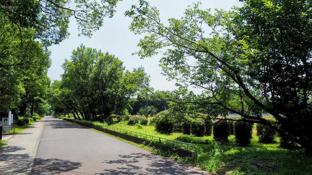 夏の夢の島公園・緑の散歩道・東京都江東区 夏の夢の島公園・緑の散歩道・東京都江東区の写真