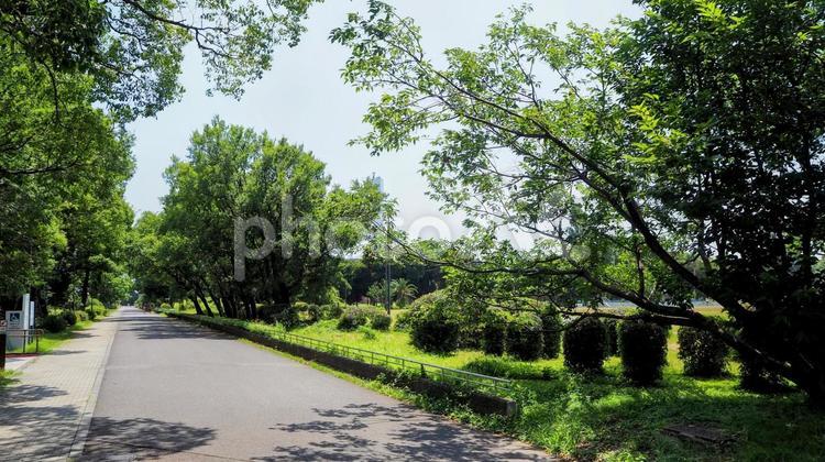 夏の夢の島公園・緑の散歩道・東京都江東区 夏,夢の島公園,江東区の写真素材