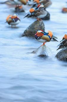 オシドリ オシドリの写真