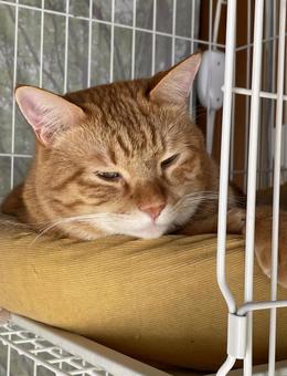 茶トラ 茶トラ ペット,生き物,猫の写真素材