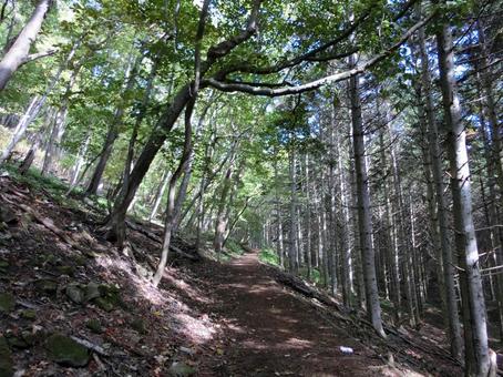 洞爺湖の中島の山林 木々,自然,北海道の写真素材