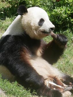 パンダ パンダの写真
