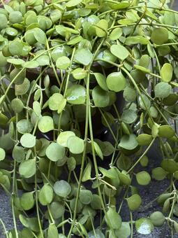 観葉植物　ディスキディア（フクロカズラ） 観葉植物,ディスキディア,フクロカズラの写真素材