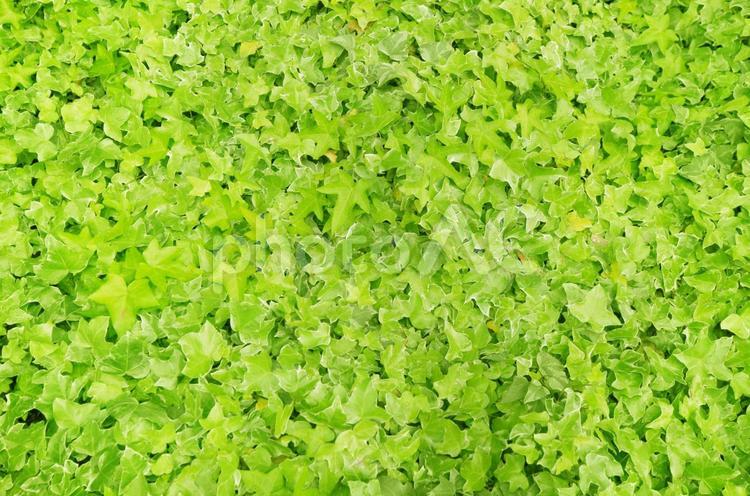 新緑の春_植物の背景_緑のテクスチャ 緑,植物,背景の写真素材
