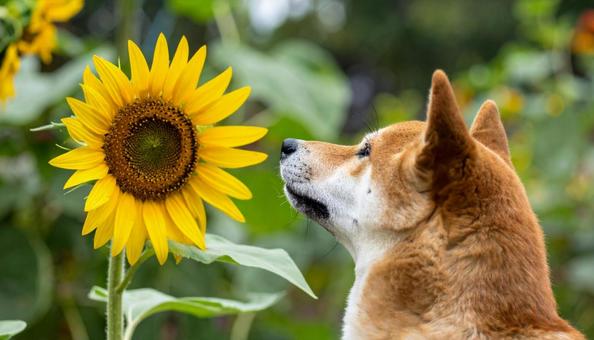 柴犬と向日葵 柴犬と向日葵の写真