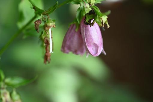 赤城自然園で撮ったヤマホタルブクロの花 赤城自然園で撮ったヤマホタルブクロの花の写真