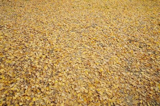 無数のイチョウの落ち葉とギンナン2 イチョウ,銀杏,ギンナンの写真素材