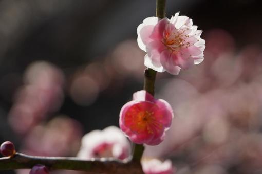 梅の花 梅の花の写真