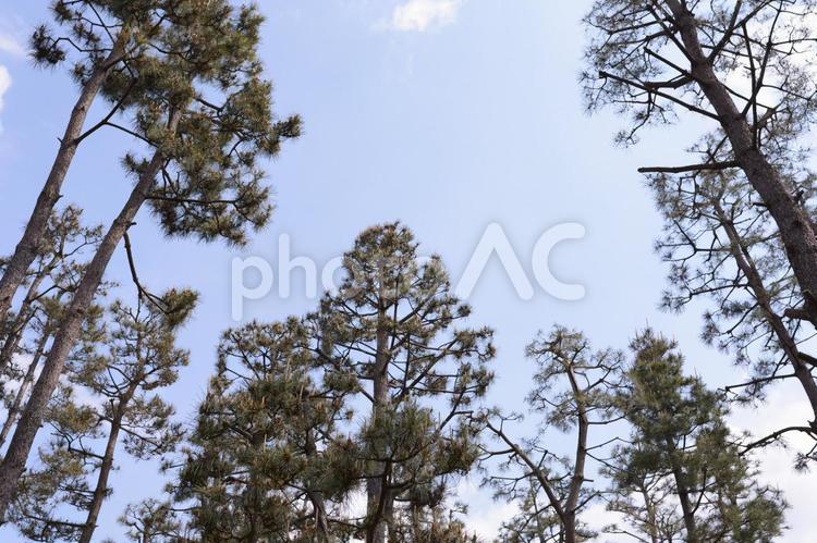 松の木 木,自然,木材の写真素材