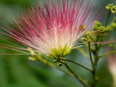 Silk tree, JPG