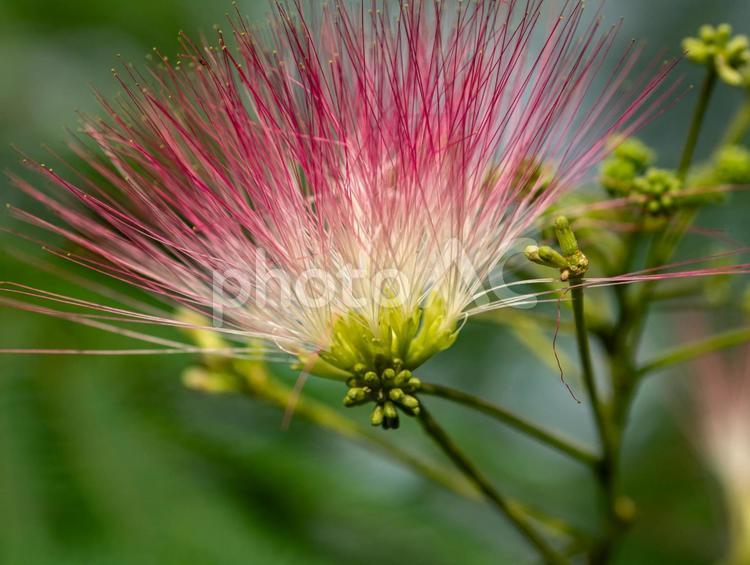 ネムの木 ネムの木,ネムの花,開花の写真素材