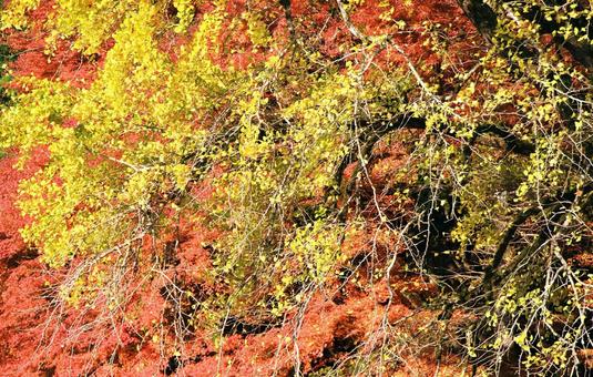 晩秋の紅葉/イチョウ・もみじ 晩秋の紅葉/イチョウ・もみじの写真