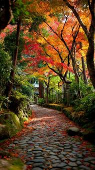 秋の紅葉 街路樹 秋の紅葉 街路樹の写真