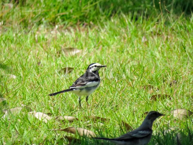 草むらに佇むハクセキレイ ハクセキレイ,白鶺鴒,鳥の写真素材
