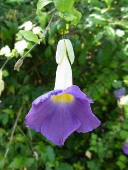 ぶら下がって咲くツンベルギアの花 ぶら下がって咲くツンベルギアの花 ツンベルギア,花,植物の写真素材