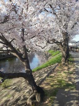 川沿いの桜並木 桜,桜並木,川の写真素材